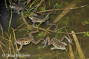 Southern Leopard Frog 3149-09.jpg - 69253 Bytes